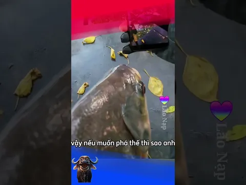 Làm content thôi