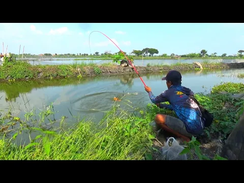 Download MP3 KEAMPUHAN UMPAN MIE SEDAP!! Bikin ikan mas besar ber ekor-ekor naik semua