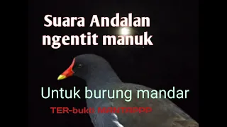 Download SUARA ANDALAN PIKAT NGENTIT MANUK UNTUK BURUNG MANDAR MP3