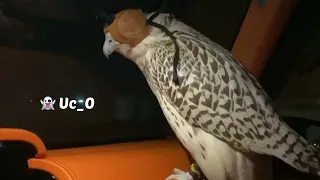 جسر الصداقة   ميحد حمد بطيء دندنها