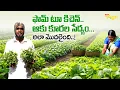 Lagu Leafy Vegetable Cultivation | ఫామ్ టూ కిచెన్.. ఆకు కూరల సేద్యం.. అలా మొదలైంది..! Tone Agri
