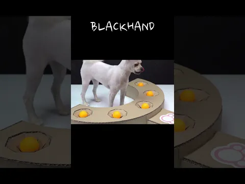 DIY puppy & cat Toy