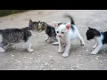 Download Lagu Anak Kucing Memanggil Ibu - Anak Kucing Lucu - Suara Kucing