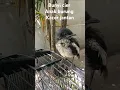 Download Lagu Bunyi cier anak kacer jantan #videoshort #penghunibumiofficial #burung