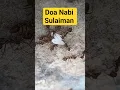 Doa Nabi Sulaiman mengusir Semut #semut #shorst