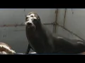 Sea lion show canceled at Missouri State Fair after truck carrying the animals crashes