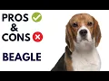 Beagle Pros and Cons Beagle Dog Advantages and Disadvantages