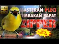 Download Lagu Masteran Pleci Tembakan Zipper Panjang Mudah Masuk Dengan Terapi Air Dan Jeda