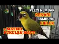 Download Lagu Masteran pleci nembak kenari sambung ciblek, 2 materi bikin pleci juara
