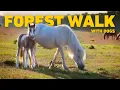 Download Lagu Video Voor Honden 🐾 Boswandeling met de hond tussen de pony's 🐴 Rustgevende Muziek Voor Honden