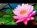 Download Lagu Ontspannende Spamuziek, Muziek voor Stress Verlichting, Meditatiemuziek, Zachte muziek, ☯3608