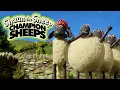 Download Lagu Synchronised Swimming 🏊 Championsheeps 🐑 Shaun the Sheep #sport #ShaunTheSheep