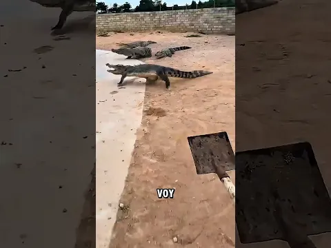 ¡Todos los Cocodrilos Escaparon del Estanque y Emma Entró en Pánico 🐊😱🤯