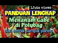 Download Lagu CARA DAN PANDUAN LENGKAP MENANAM CABE RAWIT DI POLYBAG DARI SEMAI SAMPAI PANEN