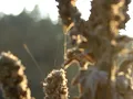 Boards of Canada - Seven Forty Seven (1 hour intro loop)