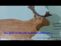 Arctic Tundra Food Web