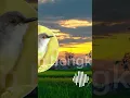 Download Lagu suara pikat ciblek 100% berhasil, full video jam 19 ya Bosque