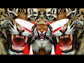 Download Lagu 🐯🤯🔥NEW OMKAR 72+🐯😤😈+ 😱 🔥 😍 Patil Aala Competition Horn😵 Mix 👹 VS    Unreleased  Dj Arbaaz
