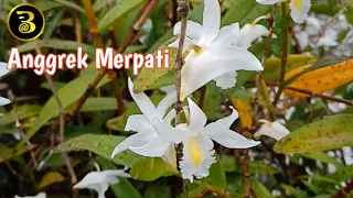 Download Anggrek Merpati | Ciri khas anggrek merpati tips penanaman dan perawatan anggrek merpati rimbun MP3