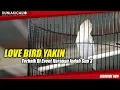 Download Lagu Love Bird YAKIN Menjadi Yang Terbaik Di Harapan Indah Cup III
