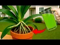 Download Lagu Verwijder deze geheime plantendoder nu