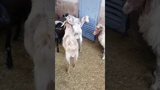 تزاوج الماعز السويسري الاصلي ماعز سويسري اصلي انثى سويسرية اصلية التزاوج عند الماعز سويسري في الشتاء 