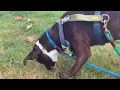 Gucci enjoying a treat scatter - an adoptable dog at Seattle Animal Shelter