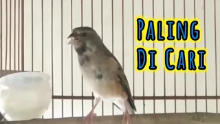 ampuh blackthroat gacor ngerol panjang masteran blackthroat paling banyak dicari terbaru