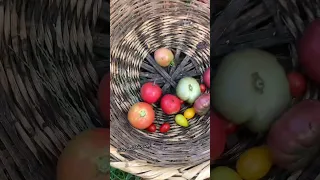  زرع  زراعة  السلة والسكين   حلزون  دندنها