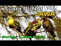 Download Lagu SUARA BURUNG PUNAI JAWA//PIKAT YANG SAYA PAKAI UNTUK BERBURU PUNAI