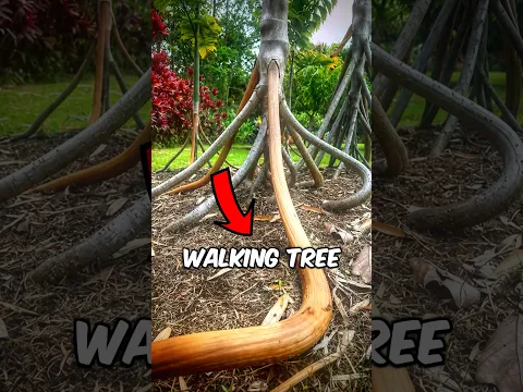 This tree can walk 👀