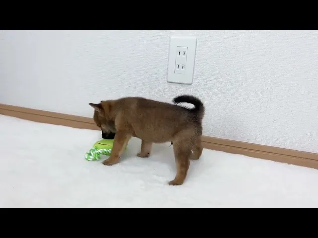 動画
