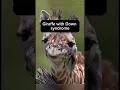 How animals look with Down syndrome