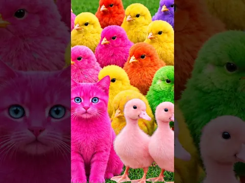 Tangkap Ayam Lucu, ayam warna warni, ayam rainbow, kelinci lucu, bebek lucu, ikan koi, Hewan Lucu