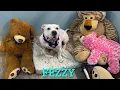 SPCA Suncoast