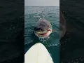 Download Lagu This Great White Shark Got WAY Too Close! | AI Veo2