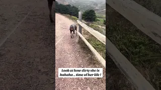 #Fyp #vlog #dream #life #pets #doberman #world