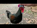 Download Lagu AKSI DAN SUARA AYAM HUTAN HIJAU YANG INDAH