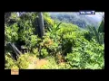 Download Lagu Jejak Jejak Misterius Trans 7 - 8 Juni 2015 - Buto Ijo Pemalu Gunung Hejo Full