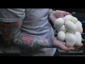 Olive python eggs