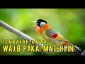 Download Lagu Masteran suara burung PANCA WARNA