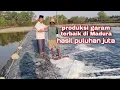 Download Lagu PRODUKSI GARAM TERBAIK DI PULAU MADURA MERAIH KEUNTUNGAN PULUHAN JUTA RUPIAH