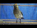 Download Lagu Suara pikat terbaru burung Rengganis