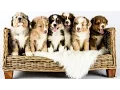 Australian Shepherd puppies growing Time lapse