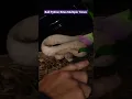 Ball Python Handling Mistake Avoid Reaching In Like This Or Risk Getting Bitten