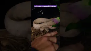 Ball Python Handling Mistake Avoid Reaching In Like This Or Risk Getting Bitten
