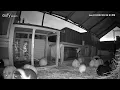 Night vision camera in my Guinea pigs house