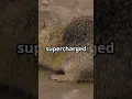 Download Lagu SHREWs Have Superpowers You Won't Believe! #travel #tweetylines