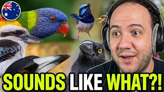 Amazing Australian Bird Songs & Calls Compilation | TEACHER PAUL REACTS AUSTRALIA 🇦🇺