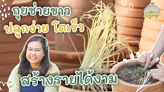 วิธีปลูกกุยช่ายขาว สร้างรายได้ | Urban Gardening ปิ๊ง! ไอเดียปลูก